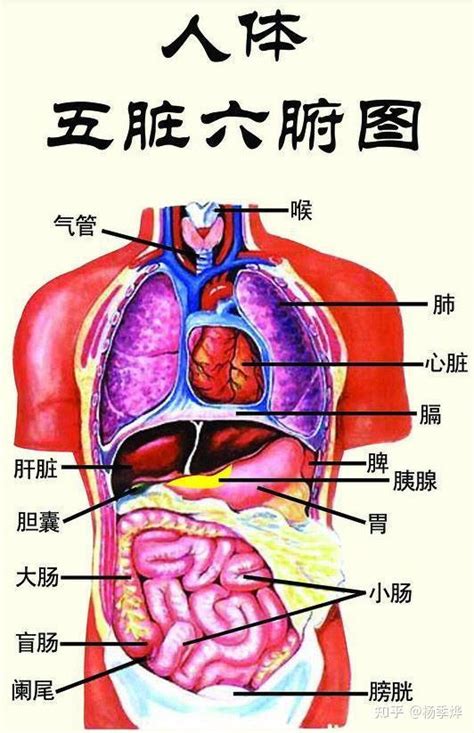 五臟位置